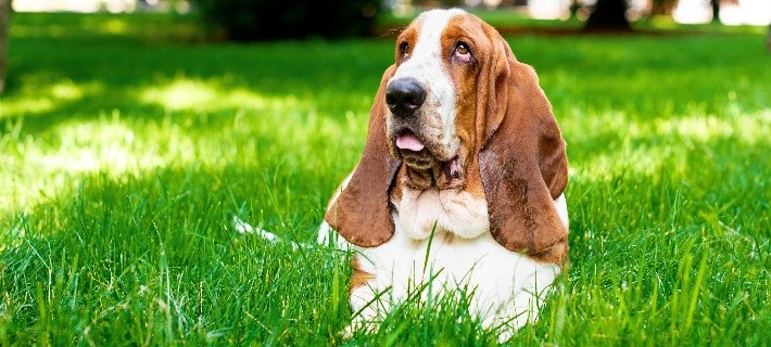 basset hound on grass