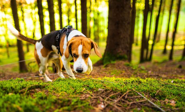 beagle tracking scent