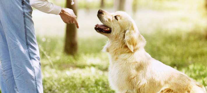 dog learning to sit