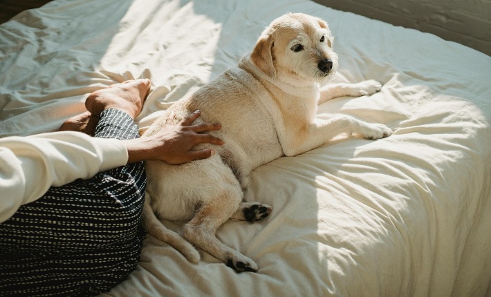 Older dog in bed bonding with pet parent.