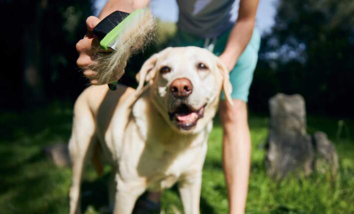 Dog getting brushed