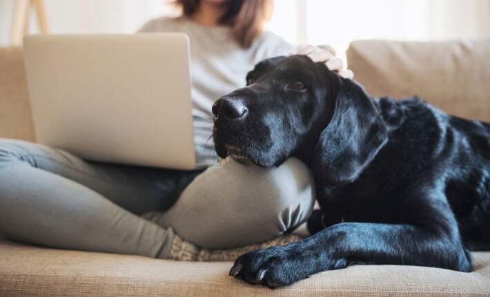 Dog laying with pet parent