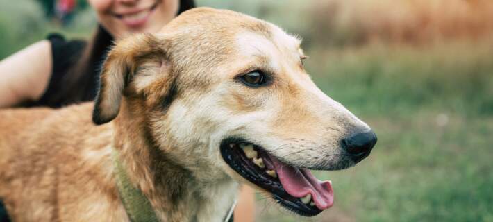 Dog outside with pet parent