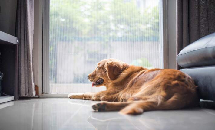 dog-laying-by-window
