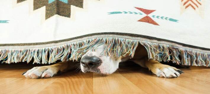 Dog under sofa