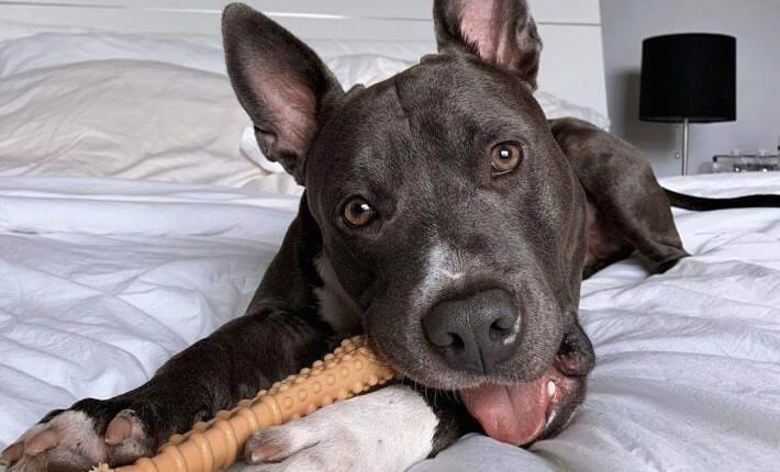 dog-with-nylabone-chew-toy