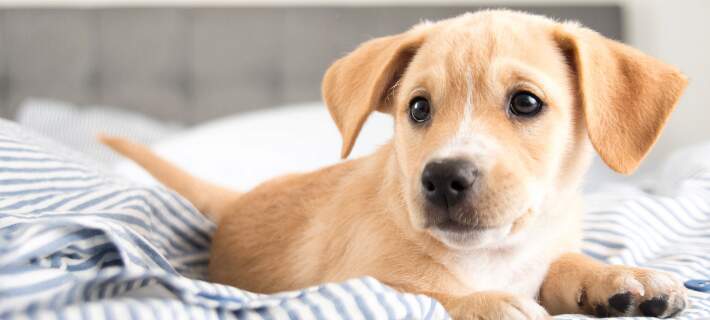 Puppy on a bed