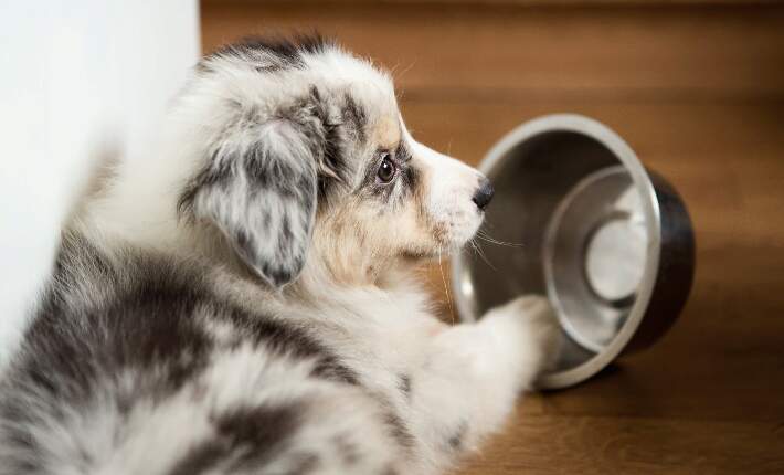Puppy with food bowl