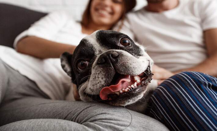 Dog with family
