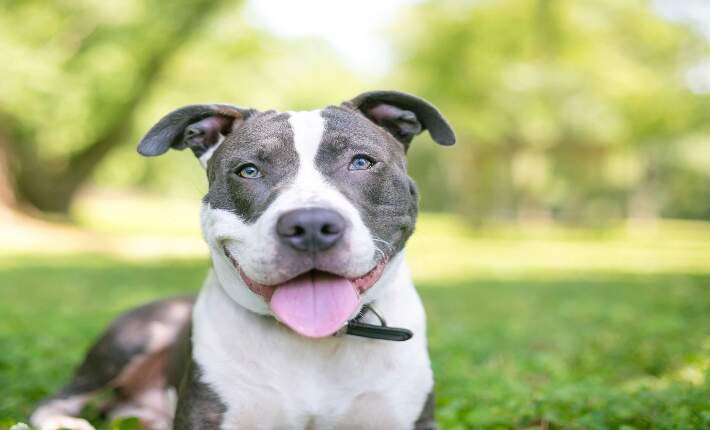 Happy Pitbull