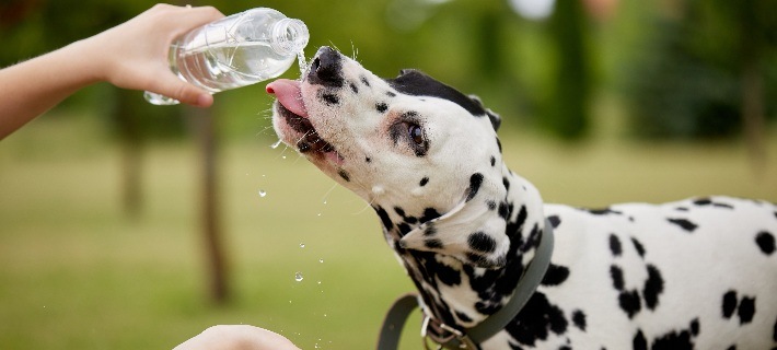 dalmation dog drinking water from bottle