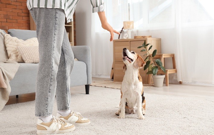 woman training dog to sit