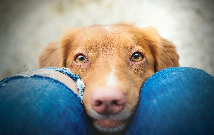 dog looking up at human giving puppy dog eyes