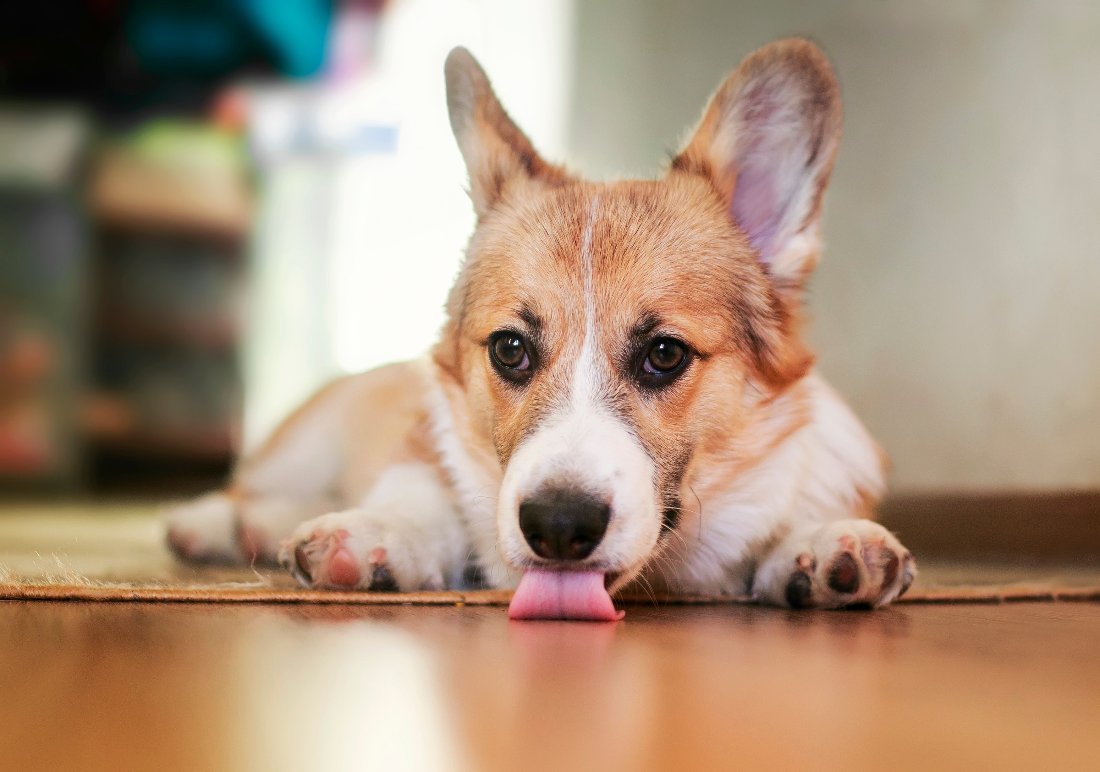 Why do dogs lick you?