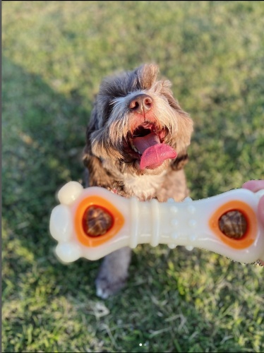 https://www.nylabone.com/-/media/project/oneweb/nylabone/images/dog101/how-to-manage-excessive-licking/dog-waiting-for-treat-toy.jpg