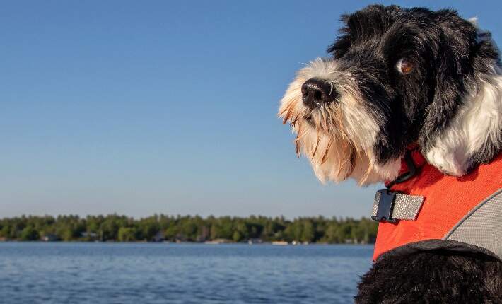 dog wearing life vest on boat