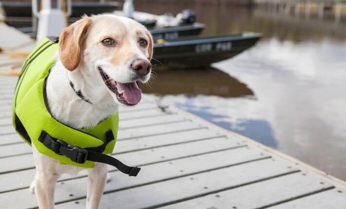 dog on boat dock