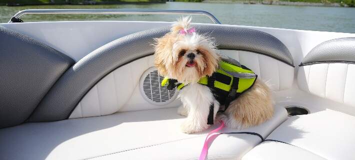 shih tzu on a boat