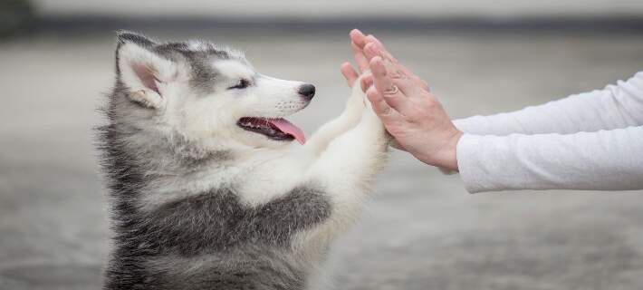 Puppy high-five