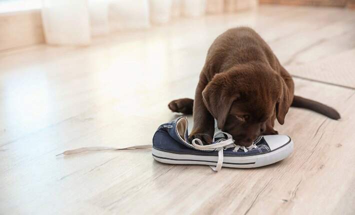 chocolate lab puppy chewing shoe