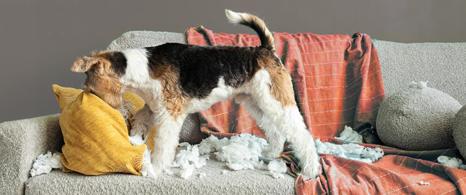  Wire Fox Terrier dog chewing furniture.