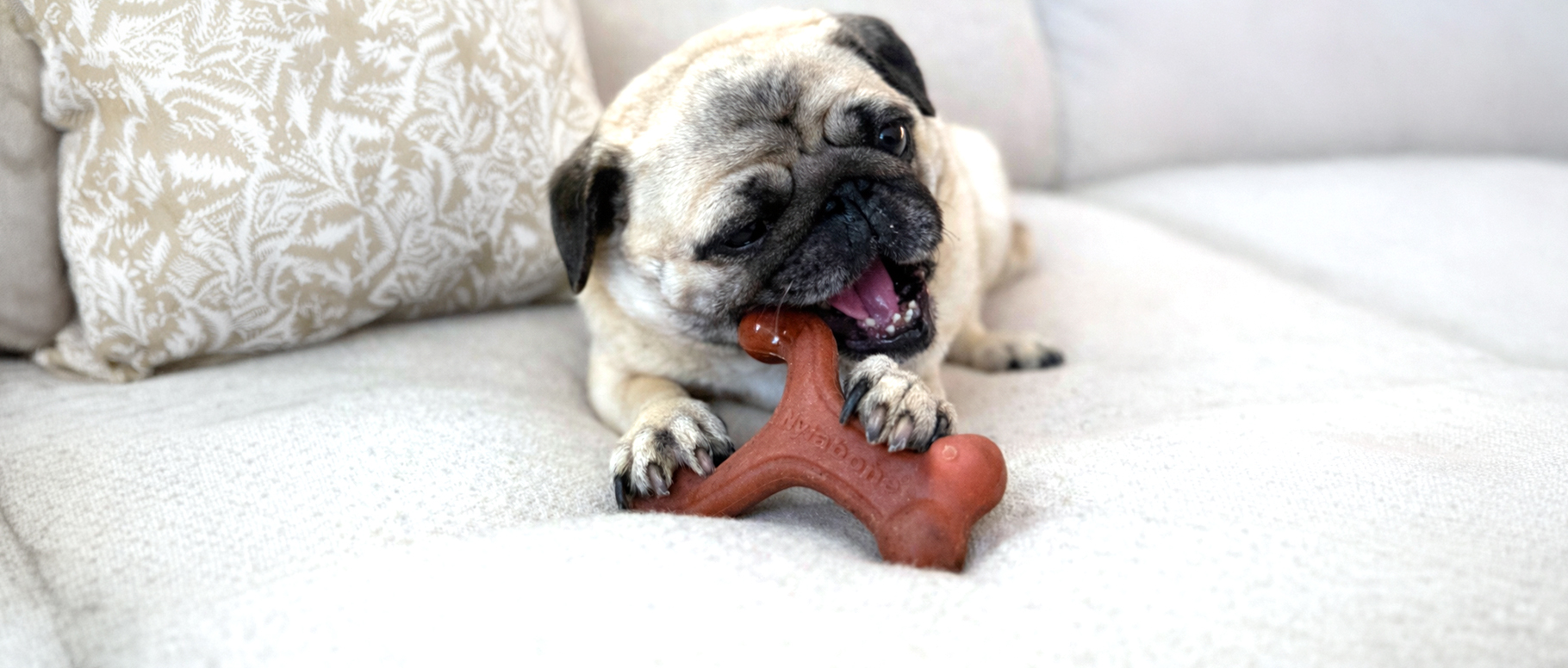 WEBSITE-NB-FY26-LP-HowStpChw-UGC1_910x388