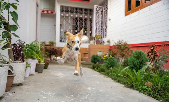 dog jumping on sidewalk