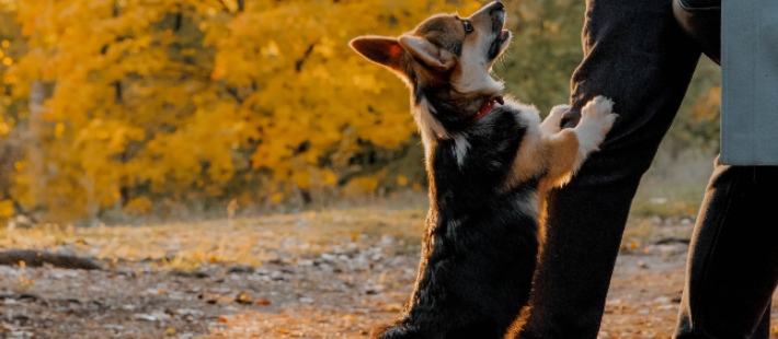 corgi jumping on person's leg