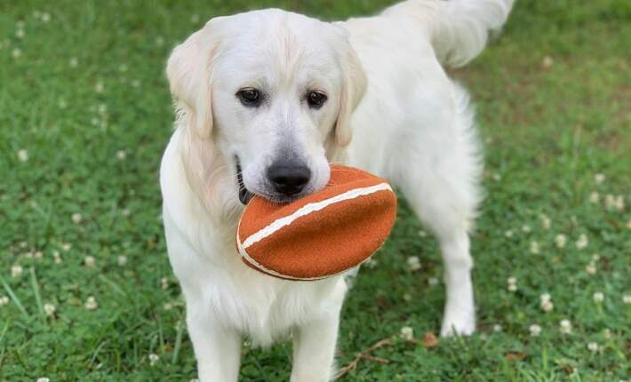 golden retriever holding football gripz toy 