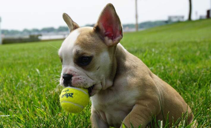 dog sitting in grass with power play tennis ball gripz toy