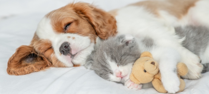 king charles cavalier puppy sleeping with a kitten and teddy bear