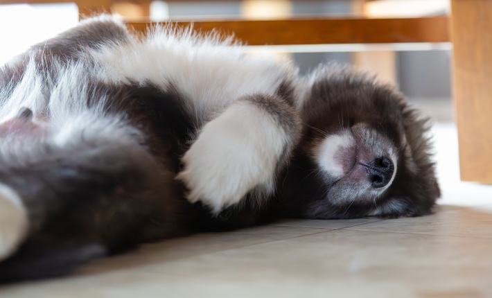 husky puppy sleeping