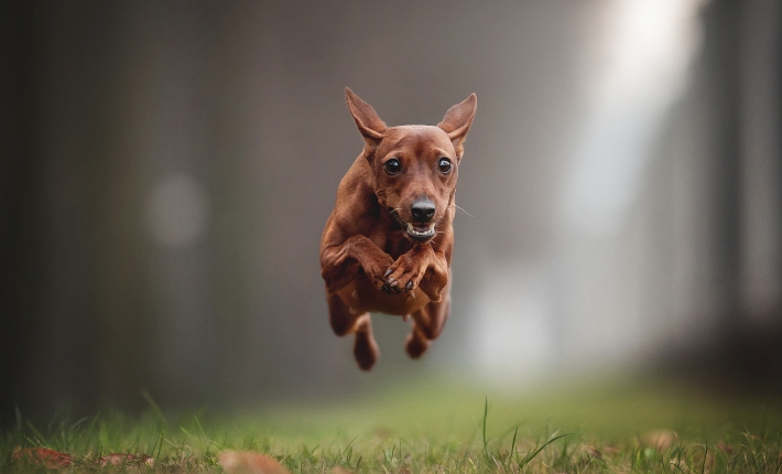 Dog running through field and leaping into the air