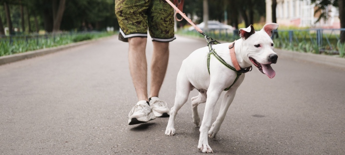 Dog tugging on leash