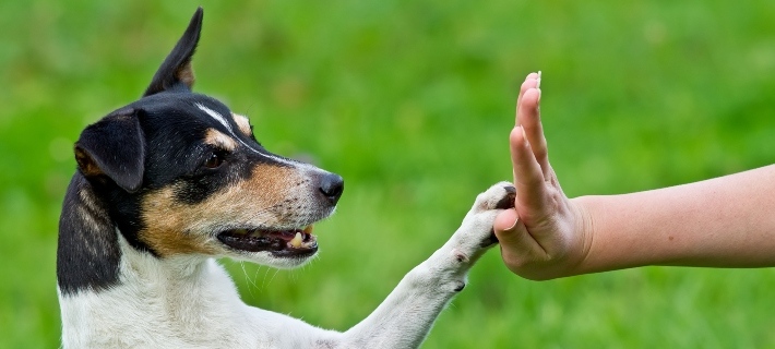 Paws For Understanding How Well Can Dogs Understand Humans? | Nylabone