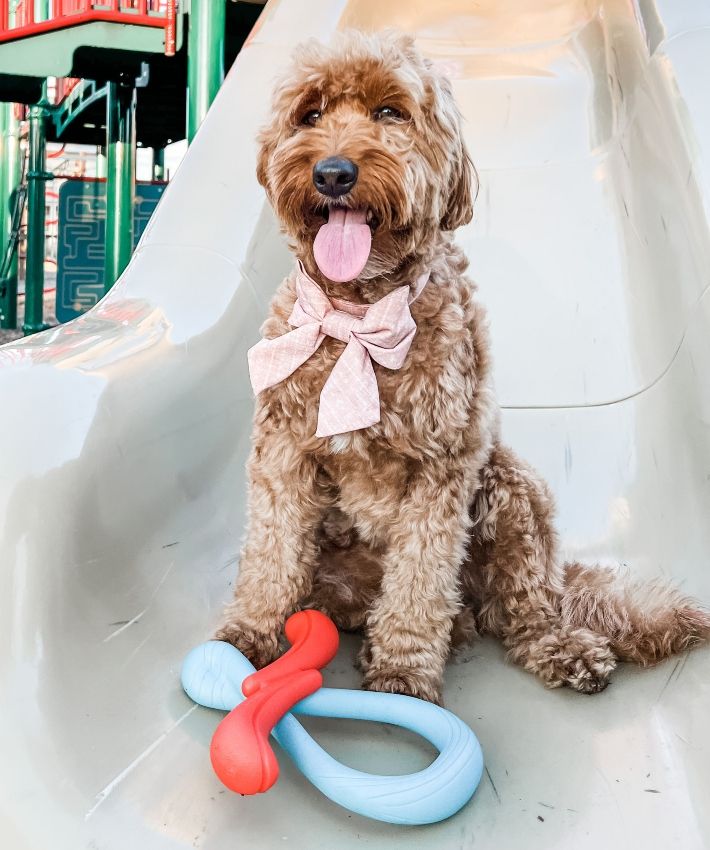 dog with nylabone creative play toys on slide