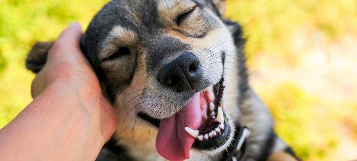 dog smiling while being pet