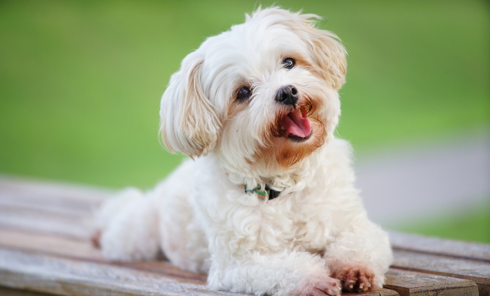 Is a Dog's Mouth Cleaner Than a Human's Mouth: Myth Busted!