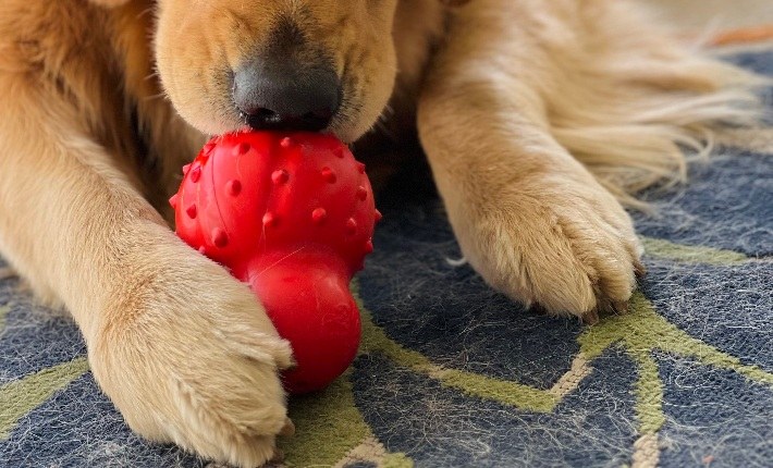 dog chewing on nylabone strong chew cone