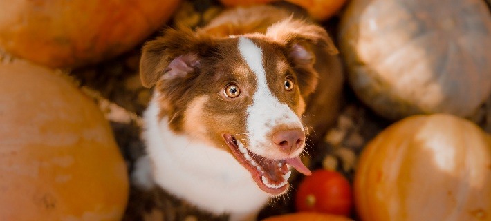 dog sitting in pumpkin patch