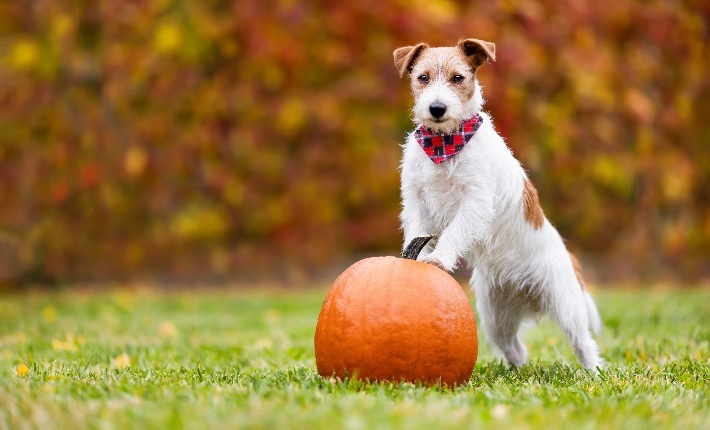  dog leaning on pumpkin in field
