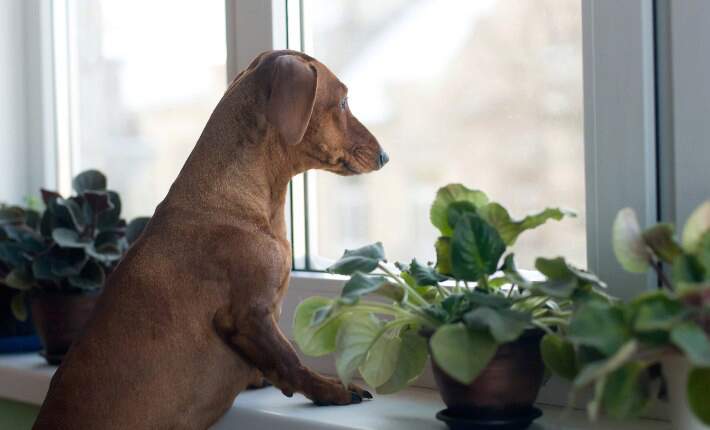 dog-looking-out-window