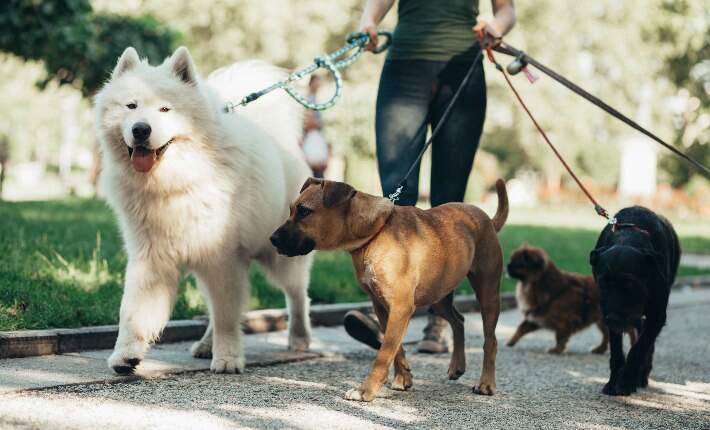 dog-walker-with-dogs
