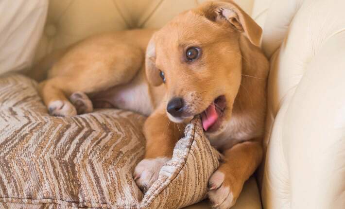 puppy-chewing-pillow