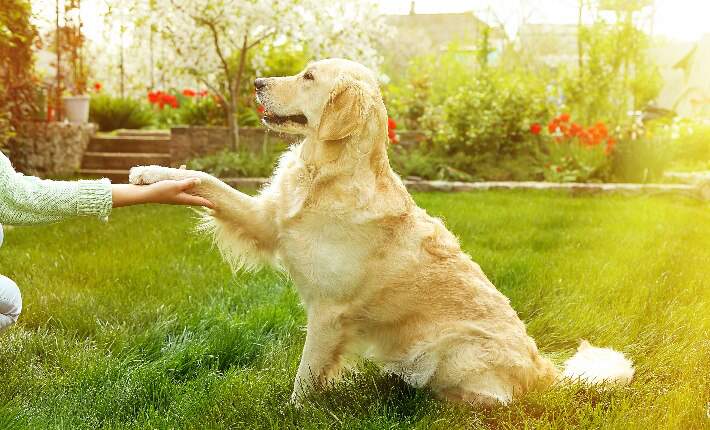teaching-golden-retriever-tricks