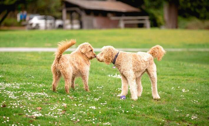 dogs at park