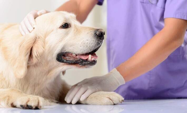 dog at vet