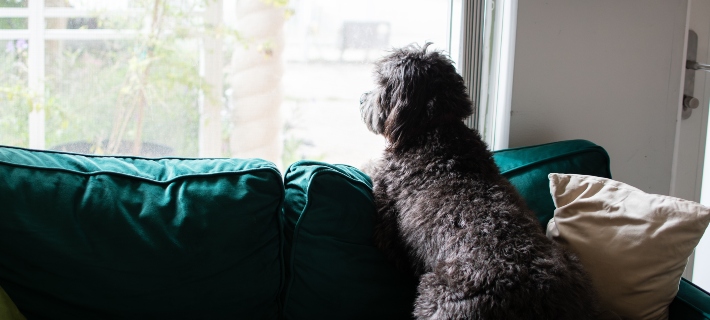 Dog looking out the window
