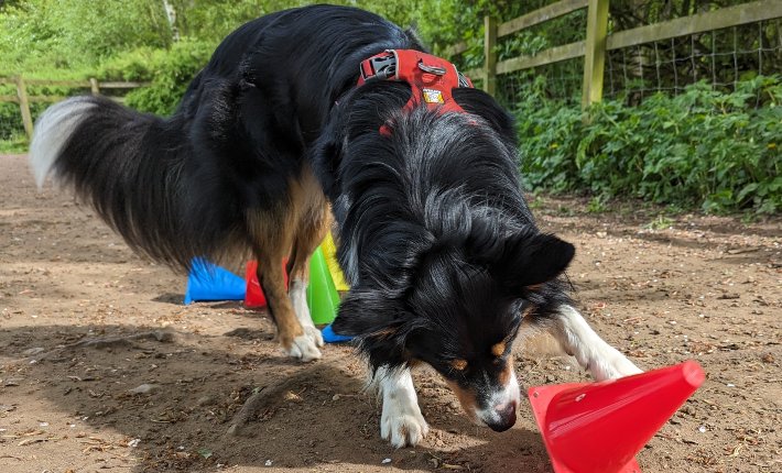 border collie dog doing scent work for mental stimulation