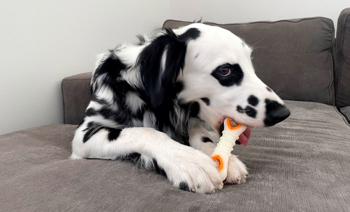 a long-haired dalmatian dog chewing on a nylabone power chew knuckle bone with pop-in treat chew
